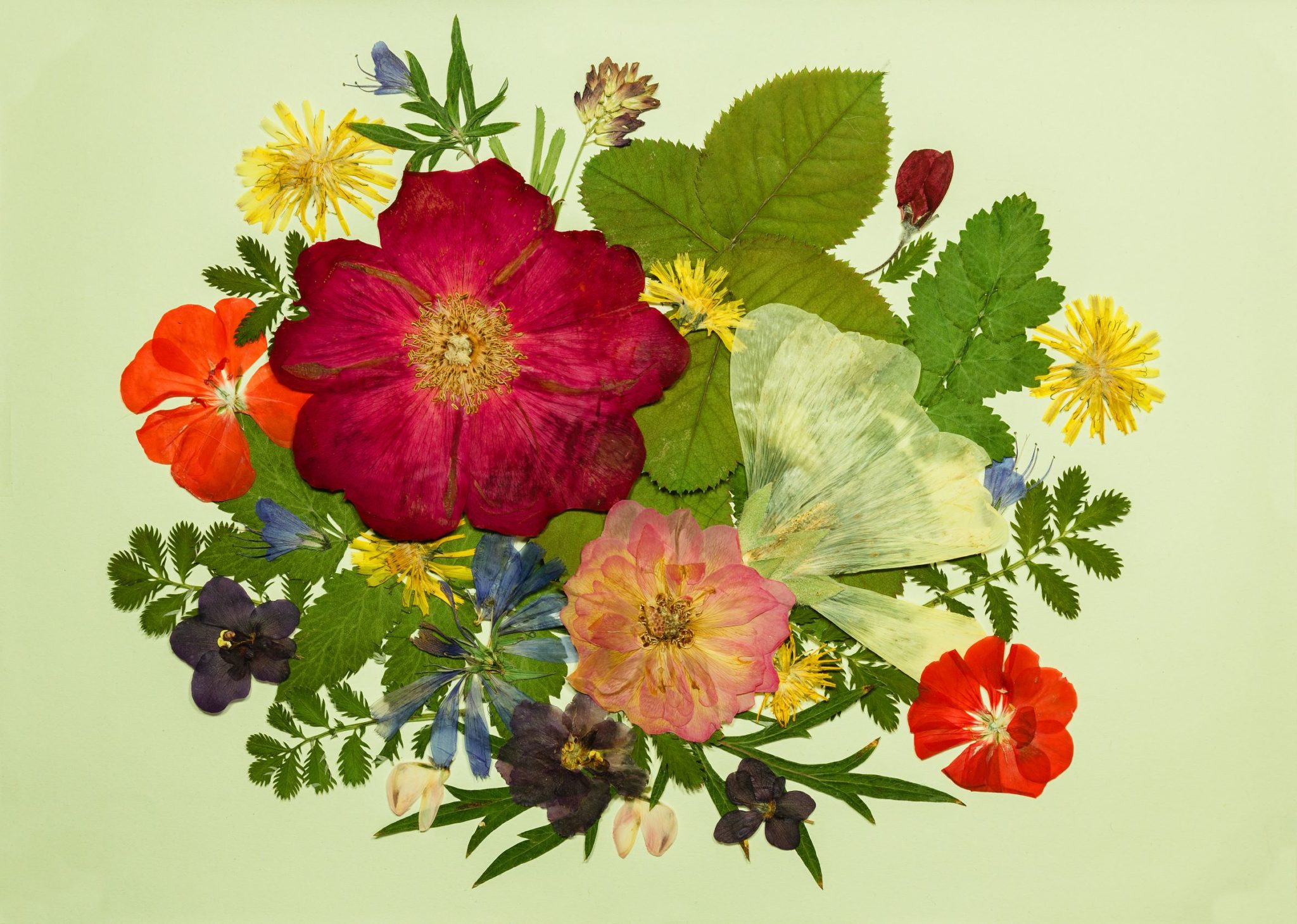 Pressing vs. Drying Flowers What's the Difference? Flower Expertise