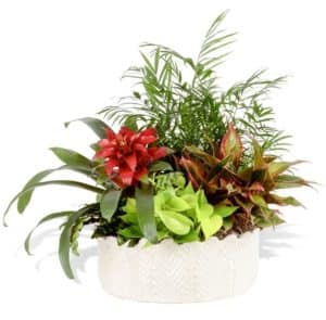 Hearty, low-light plants like the ones included in this wonderful ceramic vessel can help breathe life into any space