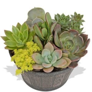 This arrangement of various succulents in a whiskey barrel-style pot adds a rustic flair to any collection