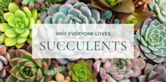 Elegant-Succulents-blog