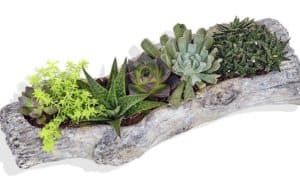 A beautiful variety of succulents arranged in a wooden log planter for a rustic feel. 