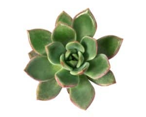 Succulent - Echeveria