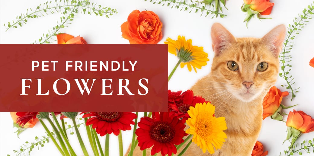 PetFriendly Plants and Blooms Perfect for Your Home Flower Expertise